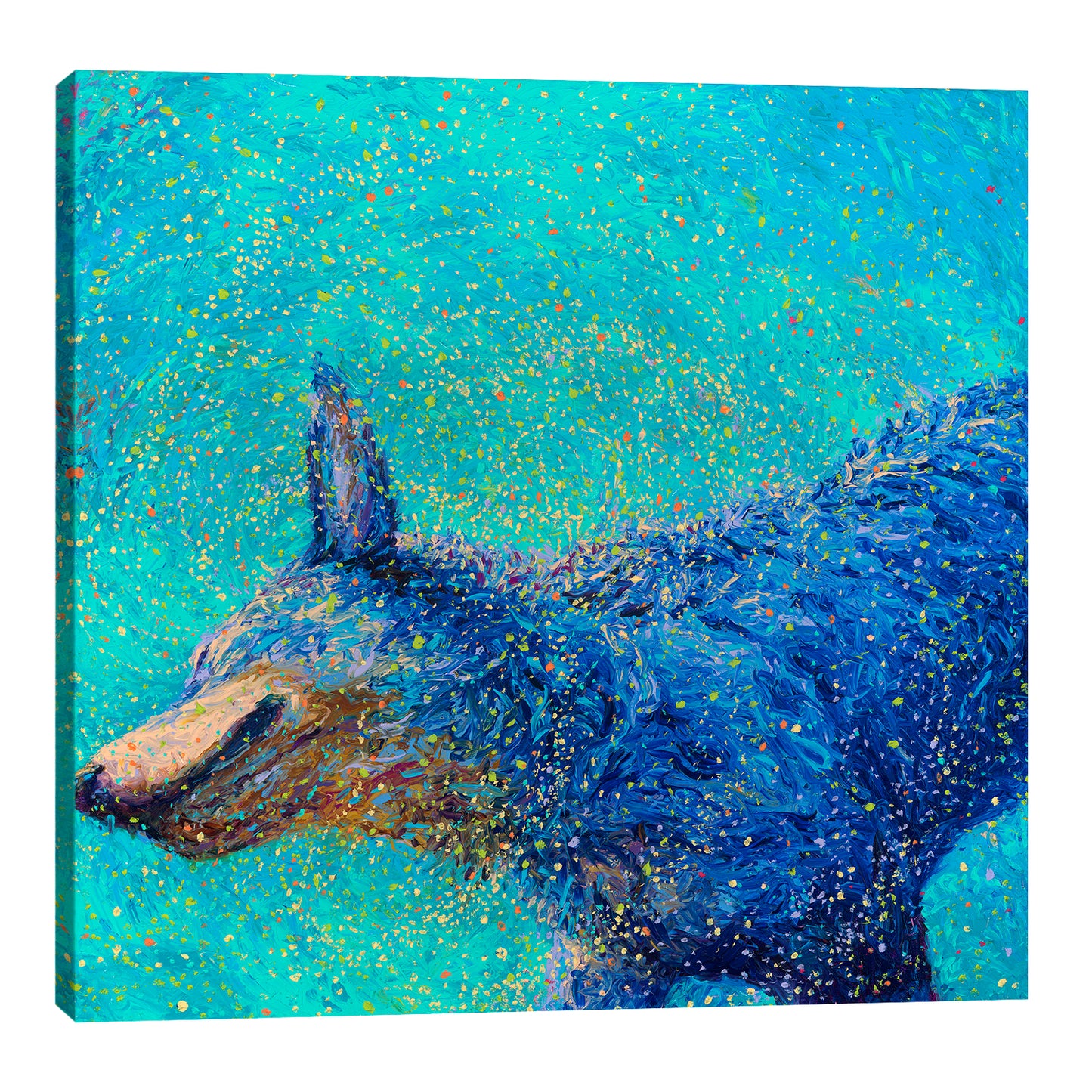 Shaking Blue Heeler