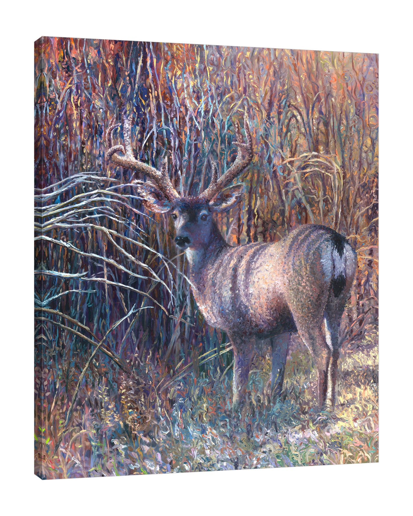 Mule Deer | Canvas Print