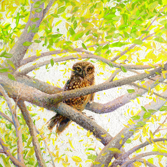 Indian Owl Spotted , 40x40 in, Limited Edition Giclée #1
