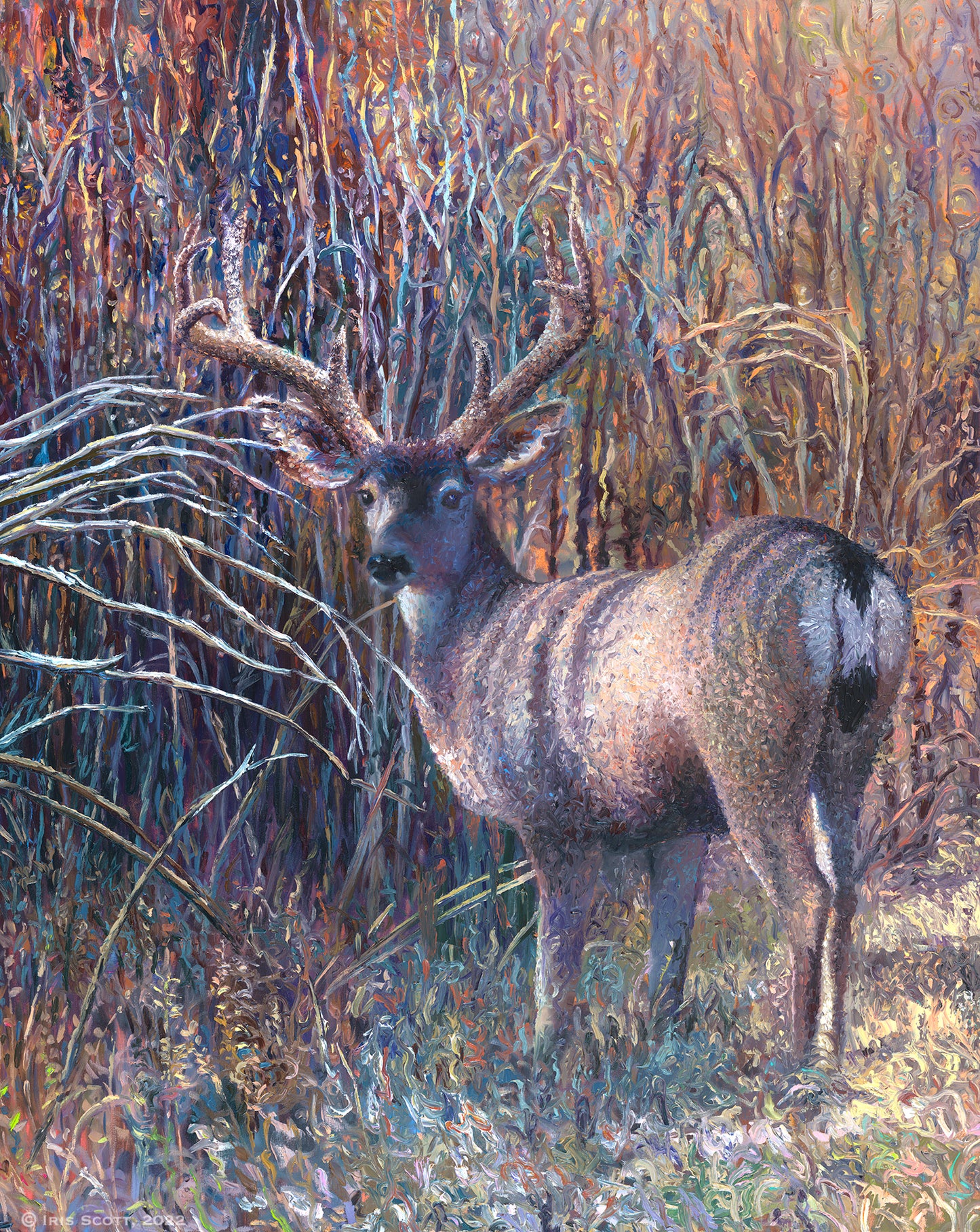 Mule Deer