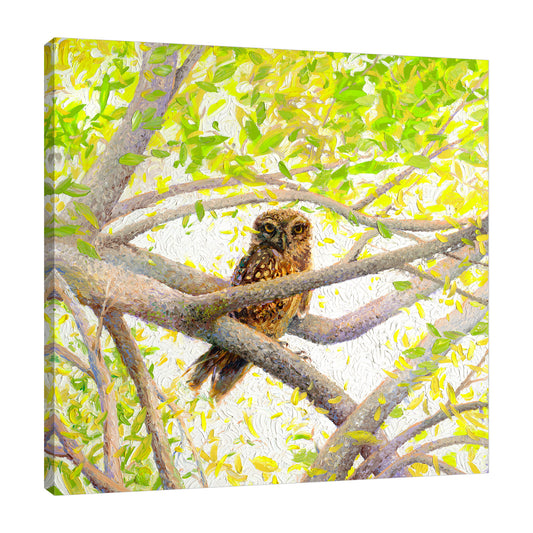 Indian Owl Spotted | Canvas Print