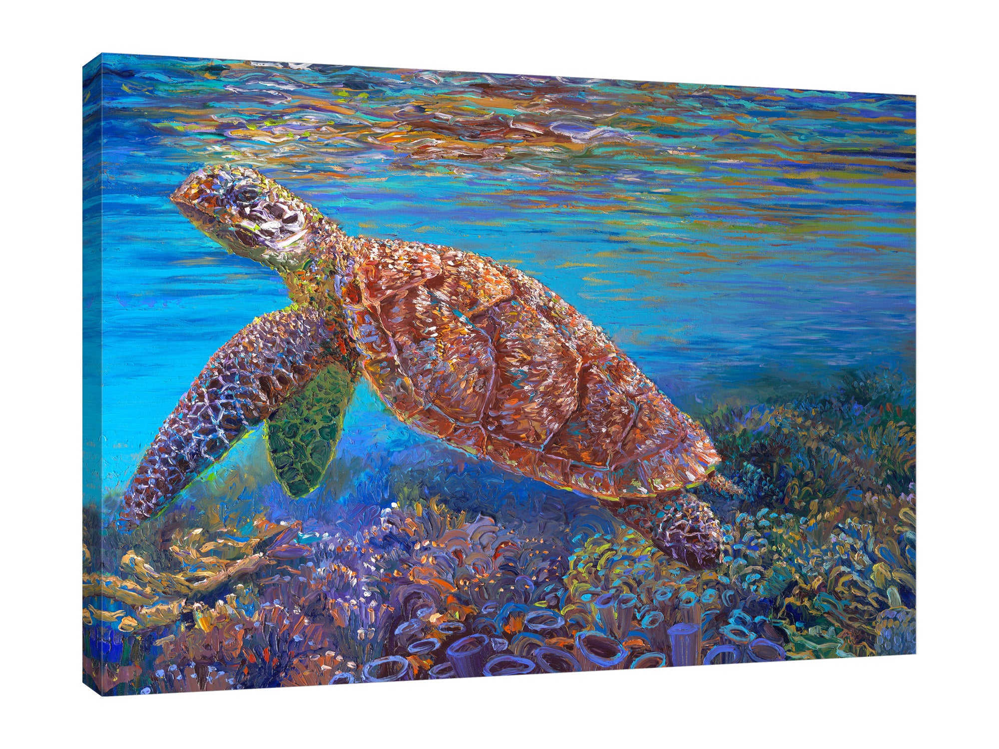 Hawksbill by Iris Scott - Gallery Wrapped Canvas Print